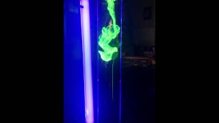 Fluorescein shown under UV light [upl. by Nerrat143]