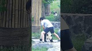 Daily Life in a Panda Sanctuaryquot quot판다 보호구역의 일상 이야기quot cute panda animals funny pandafans [upl. by Masterson]