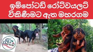 ඉම්පෝටඩ් රෝට්වයලට් විකිනීමට ඇත මහරගමimport dogs rotwayalar [upl. by Eniluap541]