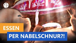 Wie ernährt sich ein Baby im Mutterleib  Frage trifft Antwort  Planet Schule [upl. by Nohsram]