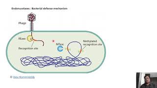 02 Restriction Enzymes and Ligases and Nucleic acid modifying enzyme [upl. by Naedan68]