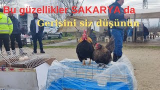 18022024 SAKARYA canlı tavuk 🐔 pazarı part 2 [upl. by Maighdiln]