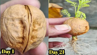 The Propagation Process of Walnut Tree from Seed  How to Grow Walnut Seed at Home [upl. by Sybley297]