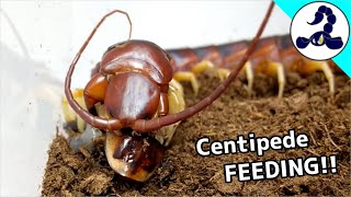 Giant centipede Peruvian white leg feeding video [upl. by Hendricks720]