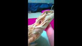 Bearded Dragon Vs Cricket Swarm Draco with hundreds of crickets during a feeding [upl. by Nedearb]