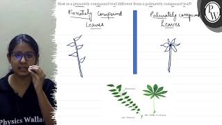 How is a pinnately compound leaf different from a palmately compoun [upl. by Kcor]