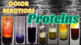 Color reactions of Proteins  Biochemistry series [upl. by Nodnorb862]