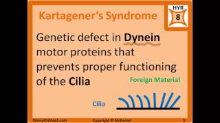 ChediakHigashi Syndrome ICell Disease Kartageners Microtubules Inclusion Cell Disease [upl. by Eisele]