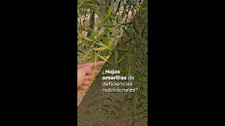 ¿HOJAS AMARILLAS DE DEFICIENCIAS NUTRICIONALES [upl. by Azmuh623]