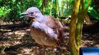 The Amazing Lyrebird The Best Songbird  طائرالقثارة أفضل طائر مغرد [upl. by Akira]