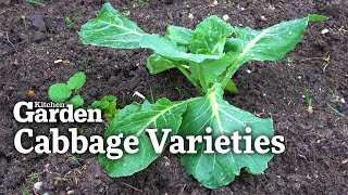 A Guide to Cabbage Varieties and When to Plant Them [upl. by Eekcaj]