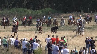 Vadillo de la Guareña 2022 Encierro Mixto del sabado 2º [upl. by Hamann]