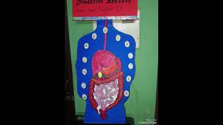 Digestive System Model [upl. by Chivers]