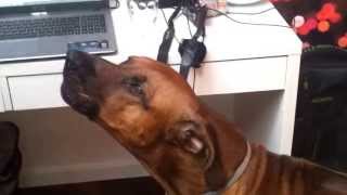 Rhodesian ridgeback howling along to music [upl. by Onaled667]