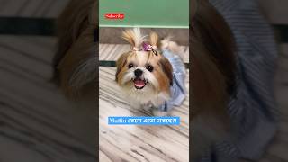 Shih Tzu Barking dogvideos shortvideo cute [upl. by Noteloc]