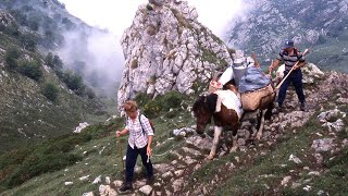 La VIDA DE LOS PASTORES de los Picos de Europa y el queso de Gamoneu  Oficios Perdidos  Documental [upl. by Anatnahs]