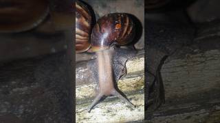 Snails of the night snailfish snails snail shortsvideo shortsfeed shorts [upl. by Edholm]