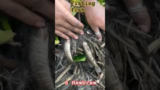 Fish fish fish fish fish fish videos 🐟🐠🐟 fish fishing bassfishing viralshort shorts viralvideo [upl. by Irmina]