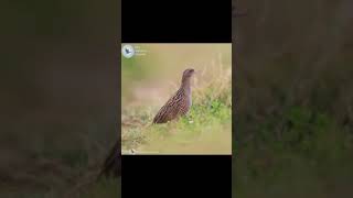 corncrake bird sound call singing [upl. by Edny]