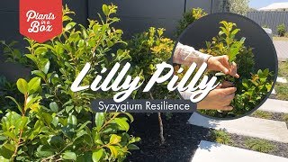 If I had to choose an easy evergreen hedge Id choose you quotSyzygium Resilience quot Lilly Pilly quot [upl. by Nichy]