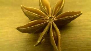 STAR ANISE SEED [upl. by Atinehs675]