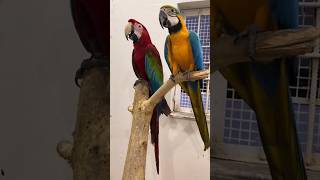 Talking Macaw talkingmacaw macaw parrot parrotlover ytshorts shorts mrsohailpets [upl. by Eimmij996]