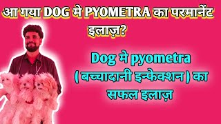 Best treatment of pyometra in dog  Pyometra signs symptom diagnosis amp treatment full information [upl. by Lienet256]