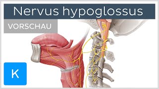 Nervus hypoglossus Vorschau  Anatomie des Menschen  Kenhub [upl. by Didier74]