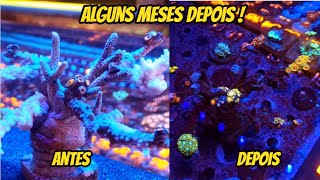 Veja como ficou a árvore de Zoanthus que montamos na loja Top Coral Reef há alguns meses [upl. by Procto]