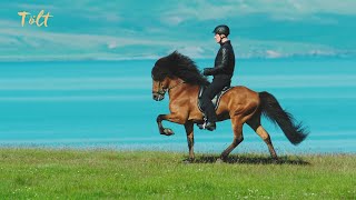 5 gaits of the Icelandic horse [upl. by Aicre]