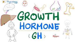 Growth Hormone GH  Somatotropin  Dwarfism Gigantism Acromegaly  Endocrine Physiology [upl. by Darla67]