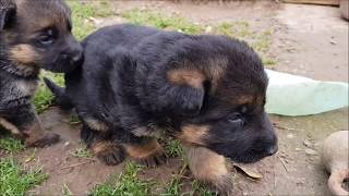 chiots berger allemand video du 28 11 2019 [upl. by Ajet]