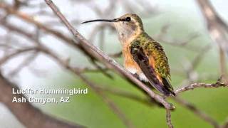 Natures Miracles Birds of N America Slideshow Slideshowmov [upl. by Chinua]