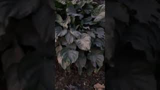 Alocasia cucullata alocasia evergreen viralvideo viralshorts roadside roadsi [upl. by Mintun]