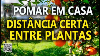 Pomar em Casa Distância correta para plantar as mudas com Sergio Semerdjian [upl. by Eojyllib742]