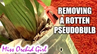 How to remove a rotting pseudo bulb on an Oncidium orchid [upl. by Ellehcor]