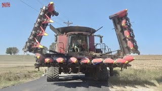 CASE IH CHROME EDTION 9250 Combine Harvesting Corn [upl. by Marvella911]