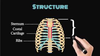 Human Ribs  Structure Sternum Fibrous cartilage Ribs  TrueFalseFloating Ribs  Functions [upl. by Eleazar]