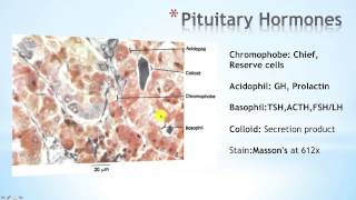 Hypothalamus Part 2 [upl. by Amity]