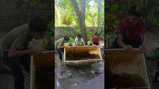 🐠GUPPY TANK ഉം fish tank ഉം ഒരുമിച്ചു ക്ലീൻ ചെയ്തപ്പോൾ 🙀 MALAYALAM  shorts guppy guppies [upl. by Merth]