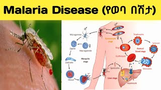 Malaria Disease Grade 9 Biology Lesson Unit 4 የወባ በሽታ የ9ኛ ክፍል ባዮሎጂ ትምህርት ምዕራፍ 4። [upl. by Benildas59]