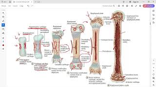 Bone development endochondral ossification [upl. by Retnuh]