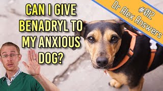 Can You Give Benadryl to a Dog for Anxiety Treatment  Dog Health Vet Advice [upl. by Yrag]