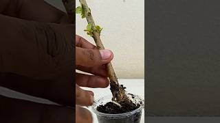 Easy method for home gardeningGardening reelsvideo cuttingtree gardeningtips gardening [upl. by Hsihsa]