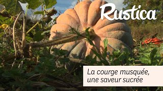 Courges musquées des saveurs sucrées [upl. by Ardnoek]