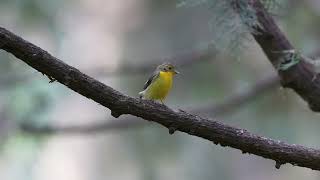 绿背姬鹟 Greenbacked Flycatcher [upl. by Ayojal]