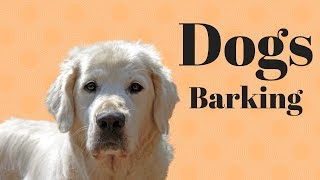 Dogs barking HD sound Animal sounds [upl. by Akenahs840]