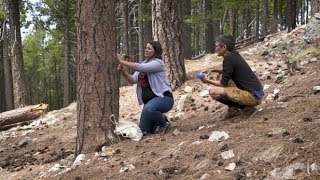 Tree Readers [upl. by Middlesworth948]