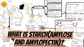 Starchamyloseamylopectin umerfarooqbiology7083 [upl. by Eitteb713]