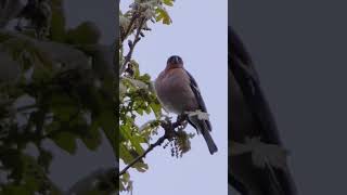 Singing Chaffinch shorts [upl. by Asserac]